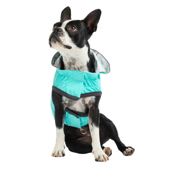 Dog wearing a turquoise jacket on a white background
