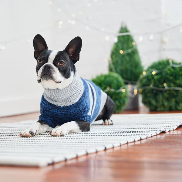 Dog wearing a blue sweater on a wooden floor with decorative plants in the background