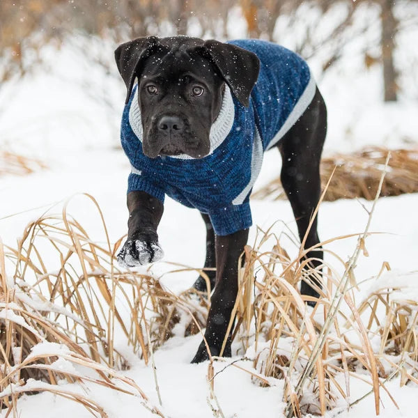 Black dog wearing a blue sweater standing in a snowy landscape with dry grass.