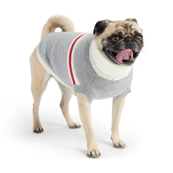Dog wearing a gray sweater with a red stripe on a white background