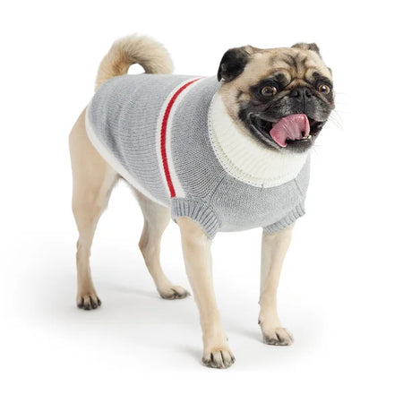 Dog wearing a gray sweater with a red stripe on a white background