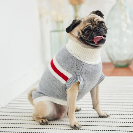 Pug dog wearing a gray sweater with red and white stripes on a striped surface.