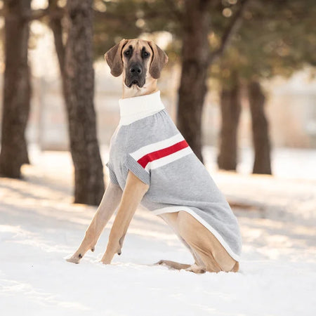 Dog wearing a gray sweater with red stripes standing in a snowy forest.