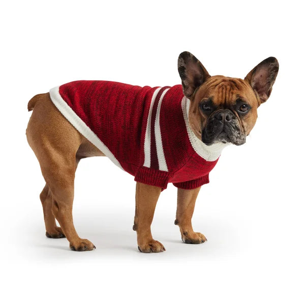 Dog wearing a red sweater with white stripes on a white background