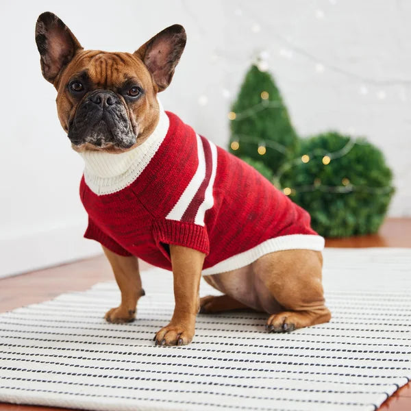 Dog wearing a red sweater with white trim sitting on a striped rug with Christmas decorations in the background.