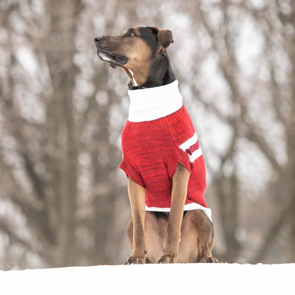 Dog wearing a red sweater in a snowy forest