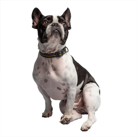 Dog wearing a collar on a white background