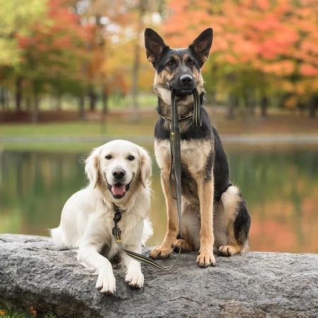 Two dogs, a German Shepherd and a Golden Retriever, sitting on a rock with a scenic background.