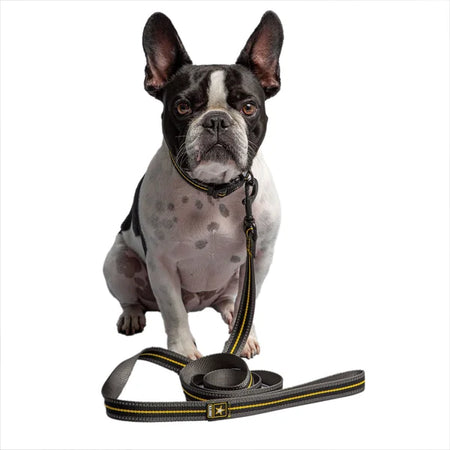 Dog with a leash on a white background
