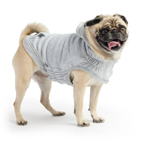 Pug wearing a gray hoodie on a white background