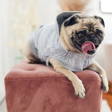 Pug dog wearing a gray sweater sitting on a pink cushion.