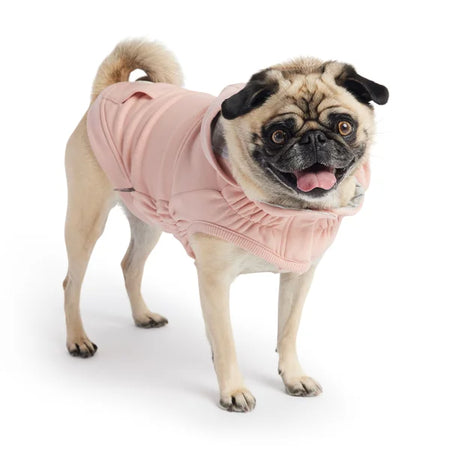 Pug wearing a pink sweater on a white background