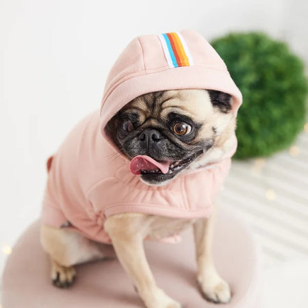 Pug dog wearing a pink hoodie with a rainbow stripe on a light background