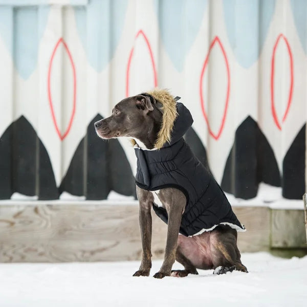 Dog wearing a black puffer coat with fur lining in the snow