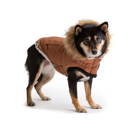 Dog wearing a brown puffer jacket with fur lining on a white background