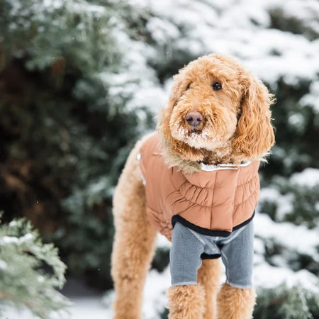 Dog wearing a small winter coat standing in a snowy landscape with trees.