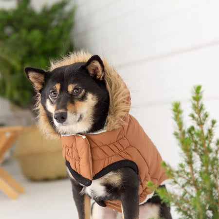 Dog wearing a brown coat with a hood in a snowy outdoor setting