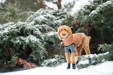 Dog wearing a brown coat standing in a snowy landscape with trees.