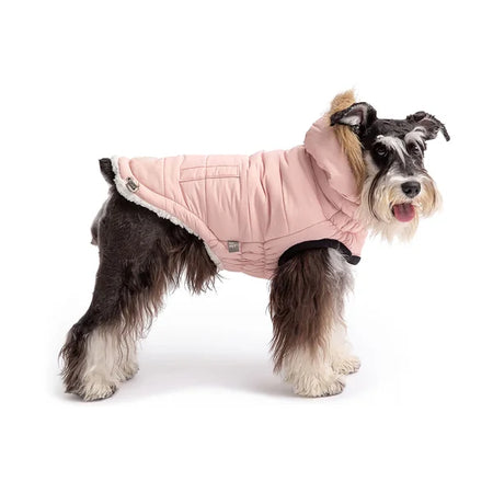 Dog wearing a pink quilted jacket on a white background