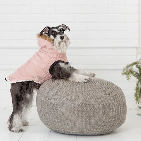 Dog wearing a pink coat sitting on a gray pouf against a white brick wall.