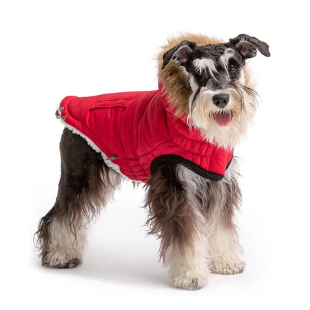 Dog wearing a red puffer coat on a white background