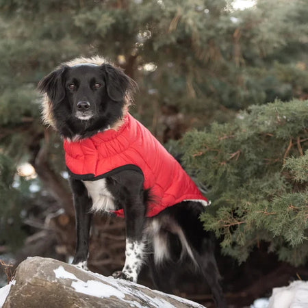 Dog wearing a red coat standing on a rock with a snowy background