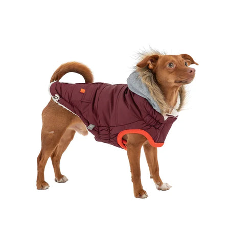 Dog wearing a maroon coat with gray lining and orange accents on a white background