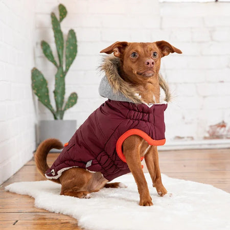 Dog wearing a maroon puffer coat with orange accents indoors.