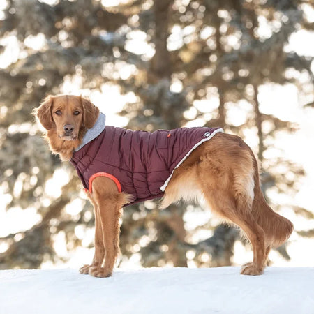 Dog wearing a purple winter coat standing on snow with blurred trees in the background