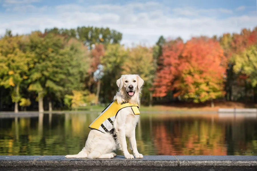 Dog wearing a life jacket by a lake with trees in the background