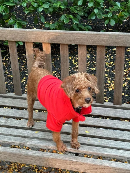 Small dog wearing a red sweater standing on a wooden bench with green foliage in the background