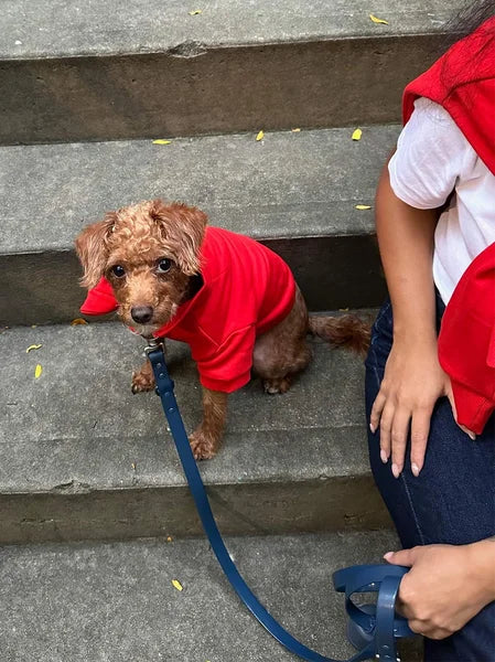 Small dog wearing a red shirt on a leash with a person in a red jacket standing behind it on steps.