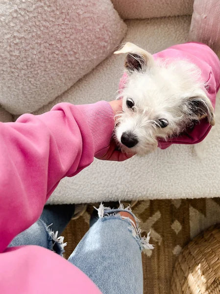 Small white dog wearing a pink sweater sitting on a person's lap.