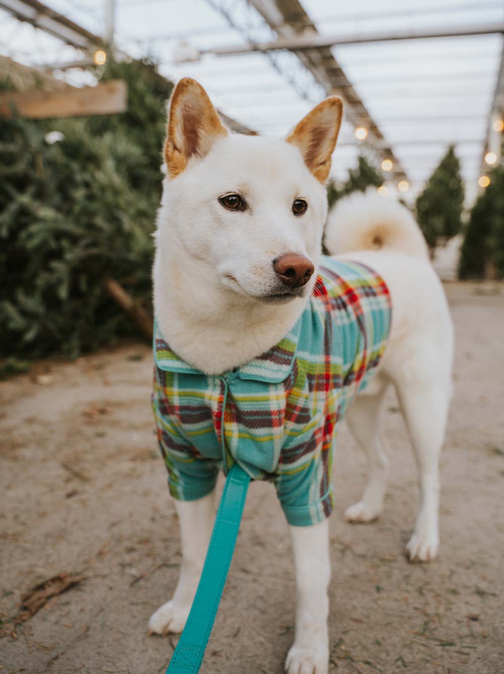 White dog wearing a colorful plaid shirt standing on a leash in an outdoor setting with trees in the background.