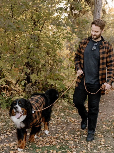 Man walking a Bernese Mountain Dog in a forest setting