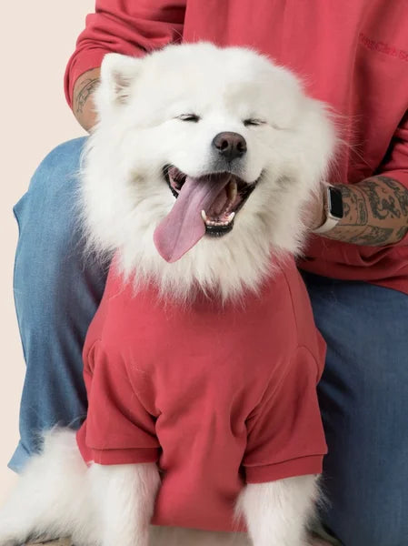 White dog wearing a red sweater sitting on a person's lap with a pink background