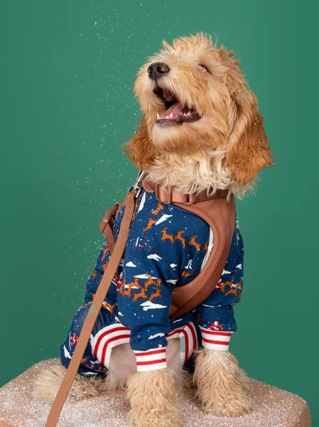 Dog wearing a blue outfit with a brown strap on a green background