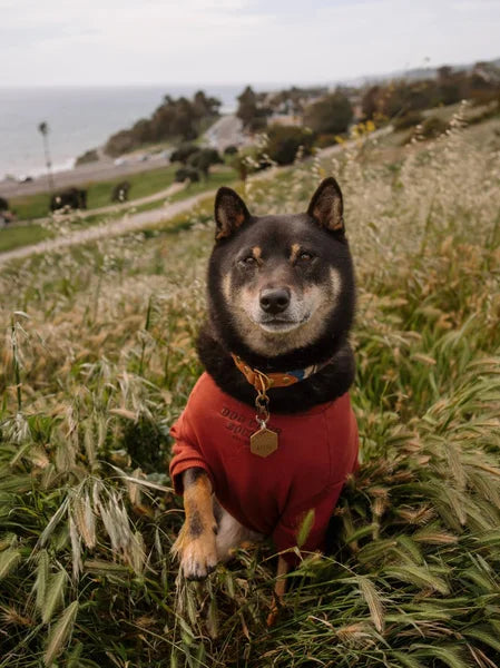 Dog wearing a red sweater sitting on a grassy hill with a scenic background