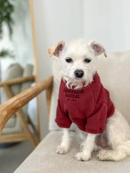 Small white dog wearing a red hoodie with text, sitting on a light-colored surface.