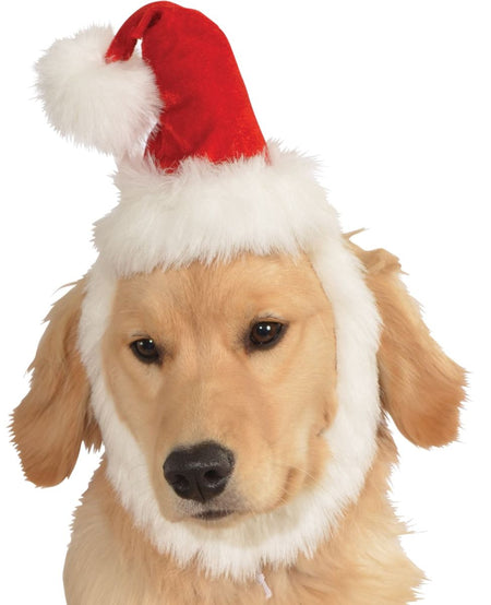 Dog wearing a Santa hat on a white background