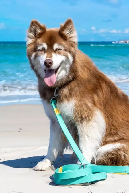Island Vibes Waterproof Dog Leash - Aria the Fox with dog
