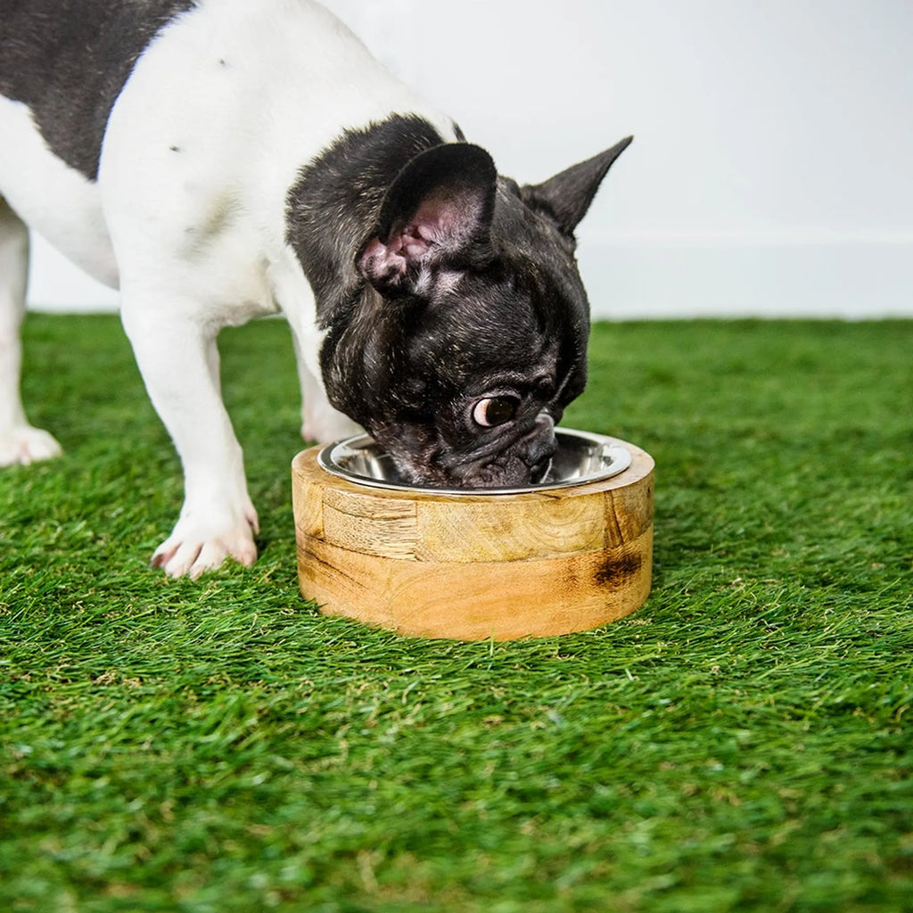 Mango Wood Single Dog Bowl - GF Pet with dog