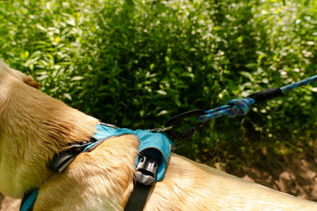 Massif (Blue) 10MM Kernmantle Rope Dog Leash - AlphaPak on dog