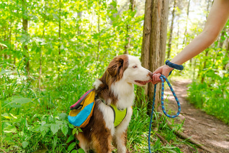 Massif (Blue) 10MM Kernmantle Rope Dog Leash - AlphaPak with dog