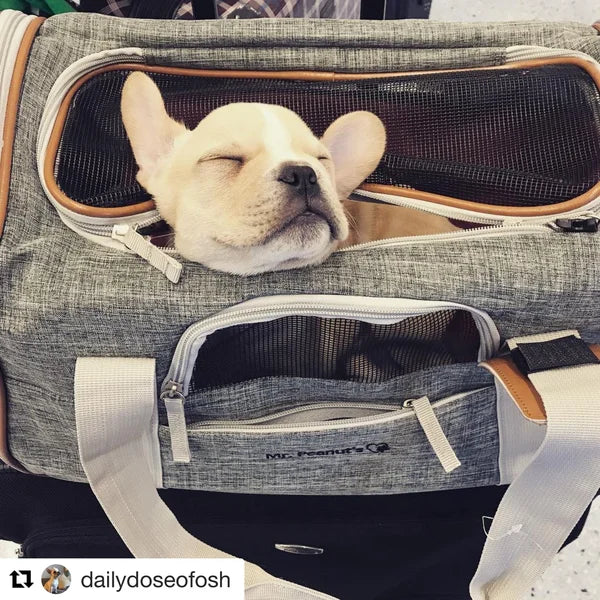 Dog resting inside a gray pet carrier with visible branding.