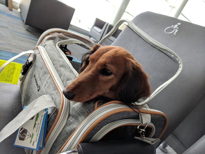 Small dog peeking out from a gray bag in an airport chair