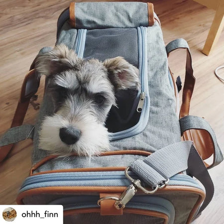 Small dog peeking out from a gray pet carrier on a wooden floor.