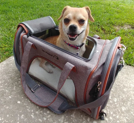 Dog sitting inside a pet carrier with grass and pavement in the background