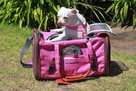 Small white dog sitting inside a pink pet carrier with greenery in the background