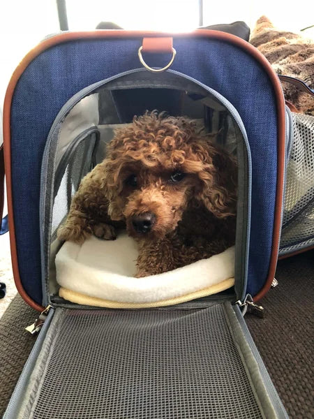 Dog lying in a blue pet carrier on a carpeted floor.